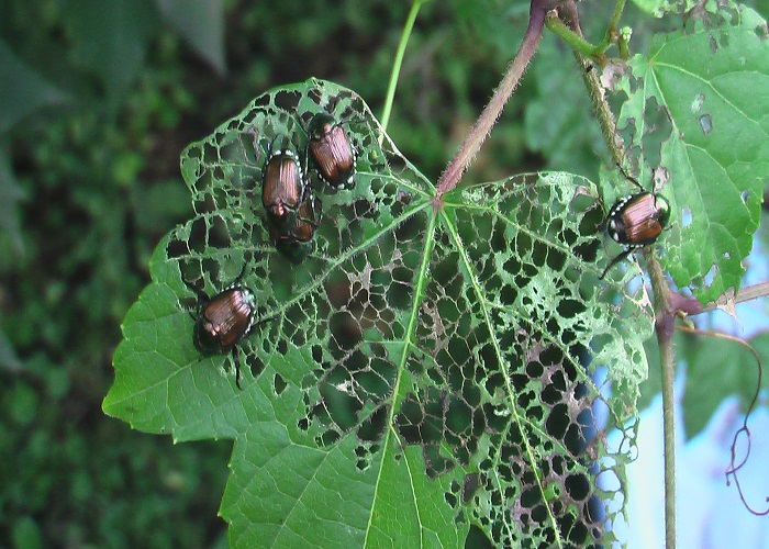 Homemade japanese beetle spray